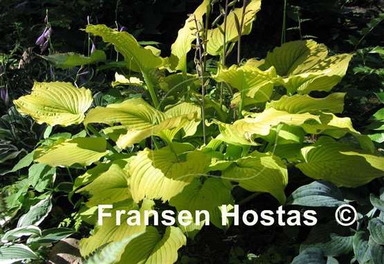 Hosta Relentless